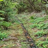 Plants: image 82 Of 208 Thumb